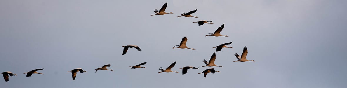 Dojo Zen de Quimper Dojo Zen de Quimper